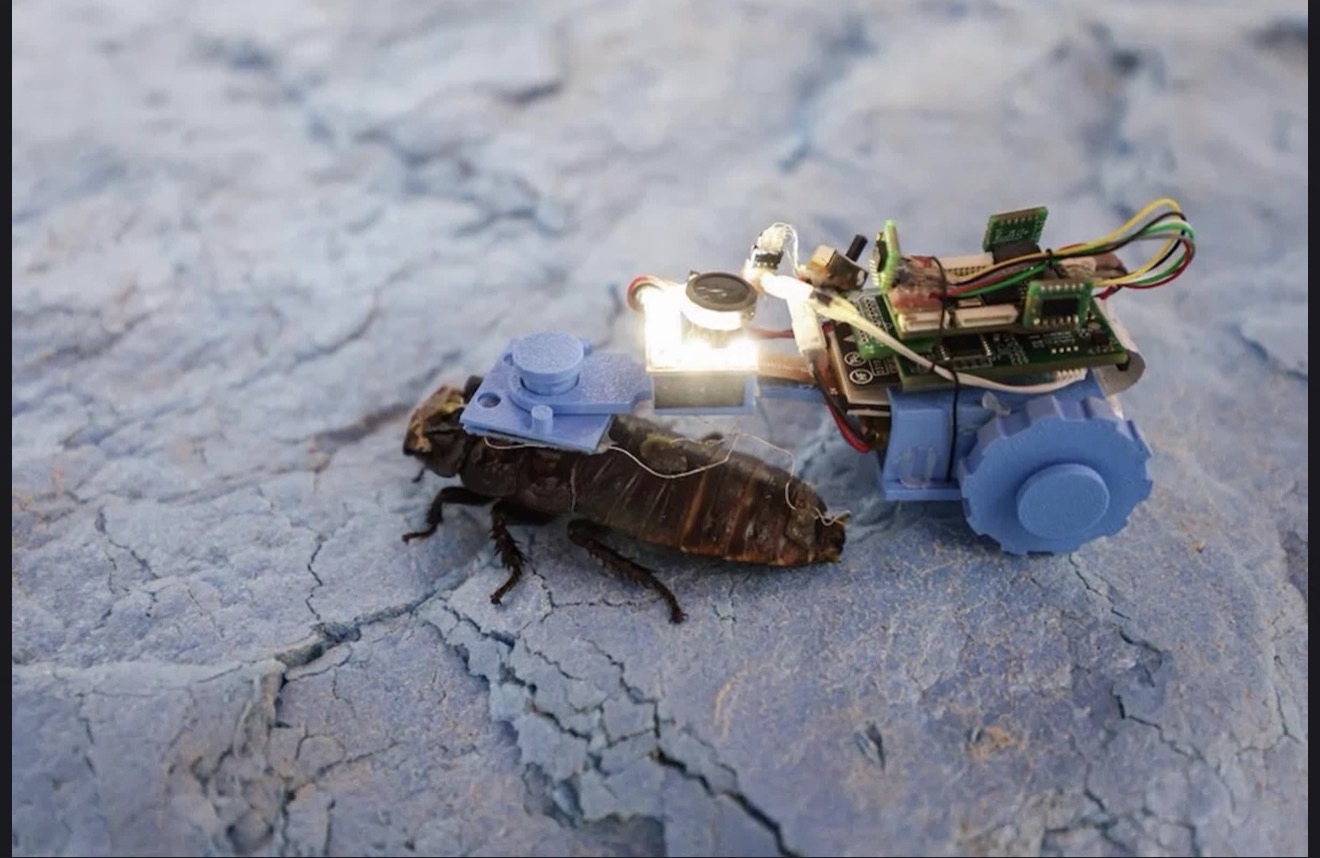 Des cafards cyborg… la science-fiction devient réalité
